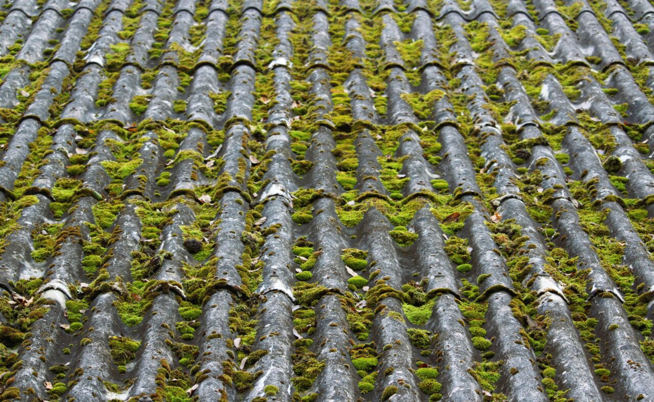 Dirty gutter with moss
